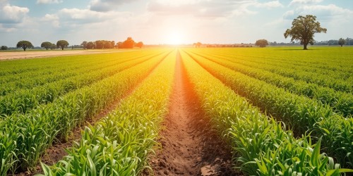 O que é TOTVS Agro e como esse sistema ajuda na gestão do agronegócio